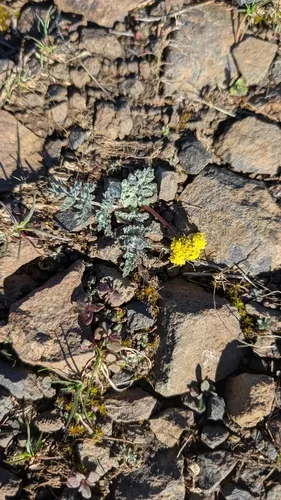 Watson's Desertparsley — photo by billtweit