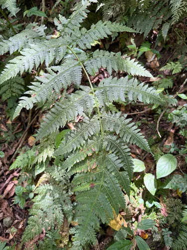 Tomato Fern — photo by Omar Monzon Carmona