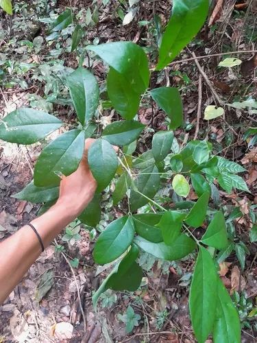Broadleaf Lancepod
