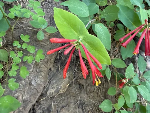Arizona Honeysuckle
