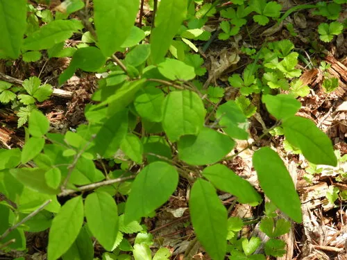 American Fly Honeysuckle