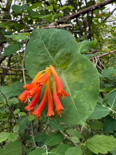 Orange Honeysuckle — photo by Dawn Hanna