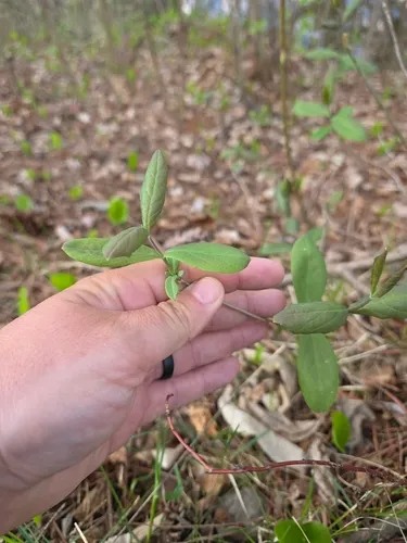 Limber Honeysuckle