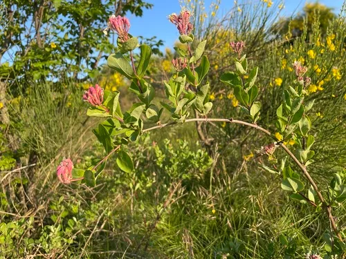 Etruscan Honeysuckle — photo by Franco Barbadoro