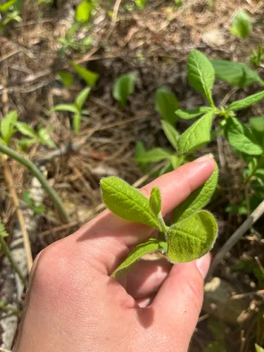 Hairy Honeysuckle