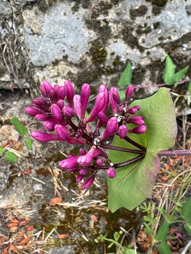 Pink Honeysuckle (var. hispidula) — photo by Dawn Hanna