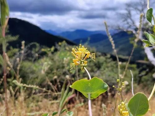 Chaparral Honeysuckle