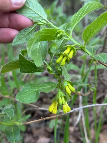 Twinberry Honeysuckle — photo by Kallum McDonald