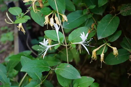 Japanese Honeysuckle — photo by tomef