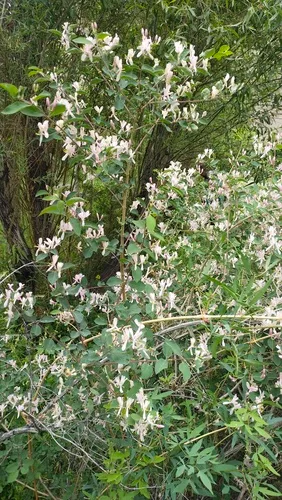 Blueleaf Honeysuckle — photo by Andrew Bazdyrev