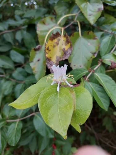 Amur Honeysuckle — photo by fsut