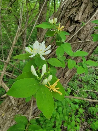 Morrow's Honeysuckle — photo by Chia⚡aka Cory Chiappone