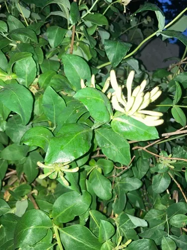 European Honeysuckle — photo by Nick Butcher