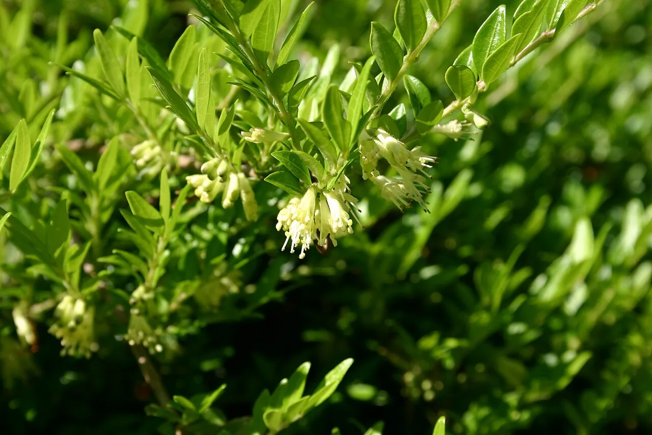 Privet Honeysuckle — photo by User:SB_Johnny