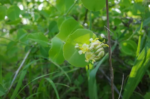 Grape Honeysuckle