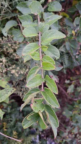 Manchurian Honeysuckle — photo by Violetta Dzizyurova