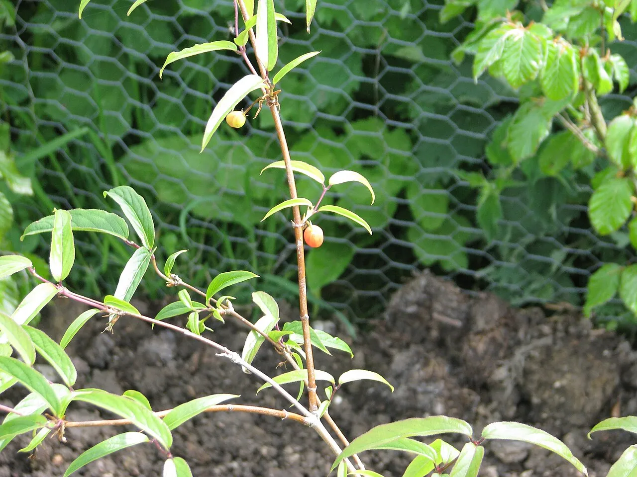 Standish's Honeysuckle — photo by peganum from Small Dole, England