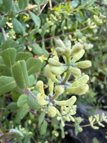 Santa Barbara Honeysuckle (var. denudata) — photo by Rachel Lee Harper