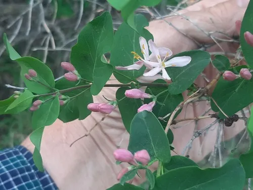 Tatarian Honeysuckle — photo by tonyblake