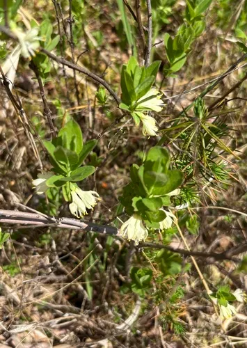 Mountain Fly Honeysuckle
