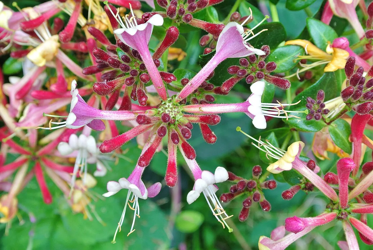 Honeysuckle — photo by Pahazzard