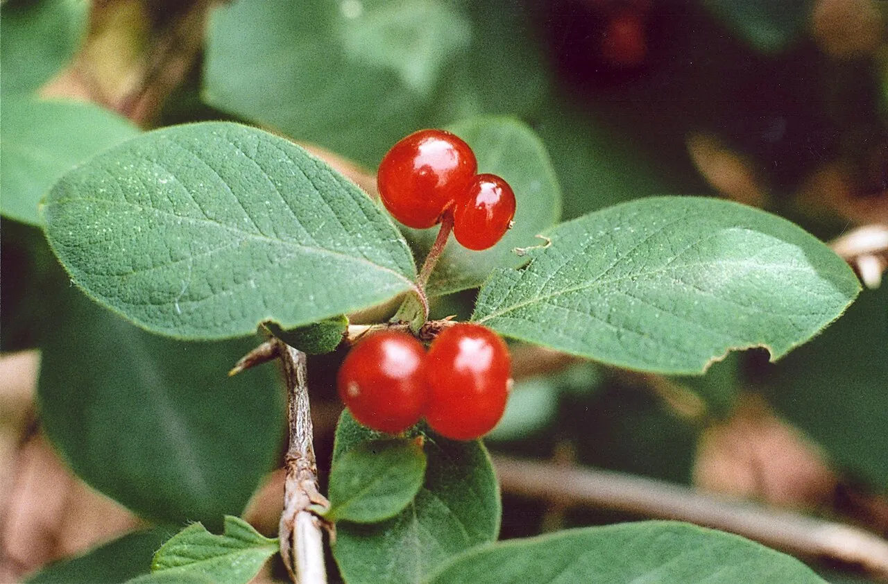 Dwarf Honeysuckle — photo by Daniel Fuchs