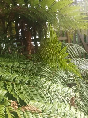 Diamondleaf Fern — photo by clypto-iris