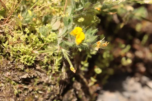 Slender Bird's-foot Trefoil — photo by Noé Fleury Frouart