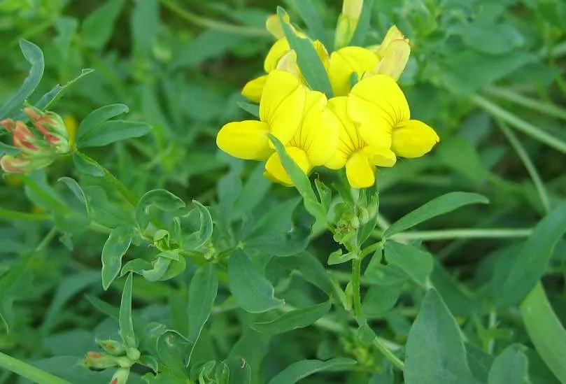 Bird's-foot Trefoil (var. corniculatus) — photo by Wikimedia Commons