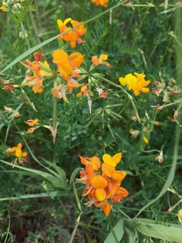Bird's-foot Trefoil — photo by Tom Scavo