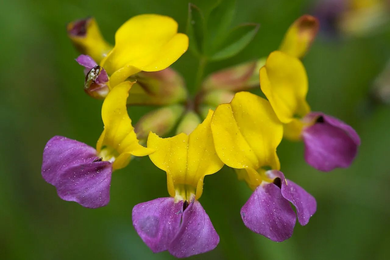 Seaside Bird's-foot Trefoil — photo by Eric in SF
