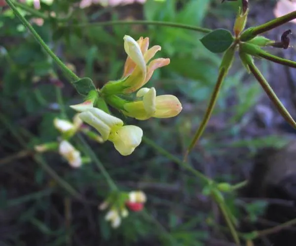 Chaparral Bird's-foot Trefoil