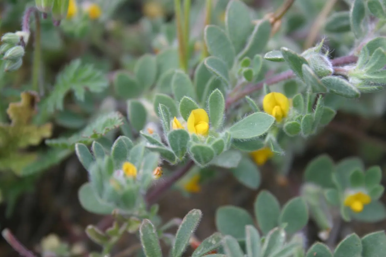 Foothill Deervetch — photo by joedecruyenaere