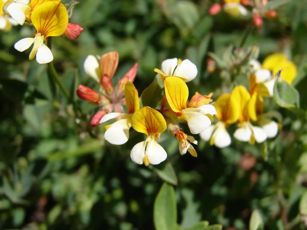 Streambank Bird's-foot Trefoil (var. oblongifolius) — photo by Merrie Freed