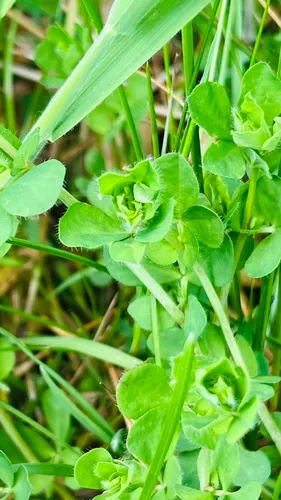 Big Trefoil — photo by Elinor Scott-lester