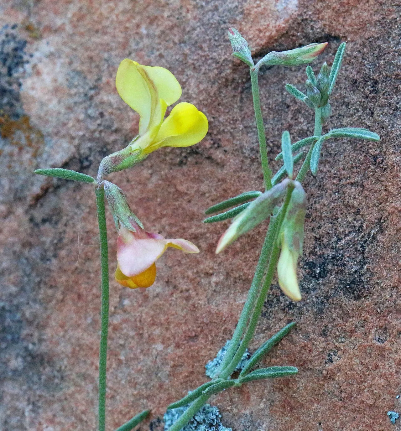 New Mexico Bird's-foot Trefoil — photo by Andrey Zharkikh from Salt Lake City, USA