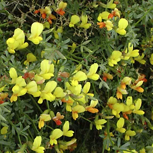 Shrubby Deervetch — photo by Unknown author Unknown author