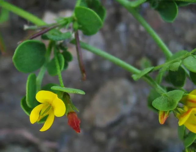 Coastal Bird's-foot Trefoil — photo by Unknown author Unknown author