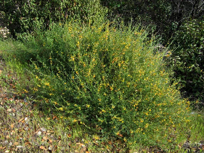 Common Deerweed (var. scoparius) — photo by NPS
