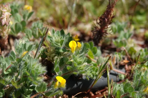 Hairy Bird's-foot Trefoil — photo by Jackson Bird