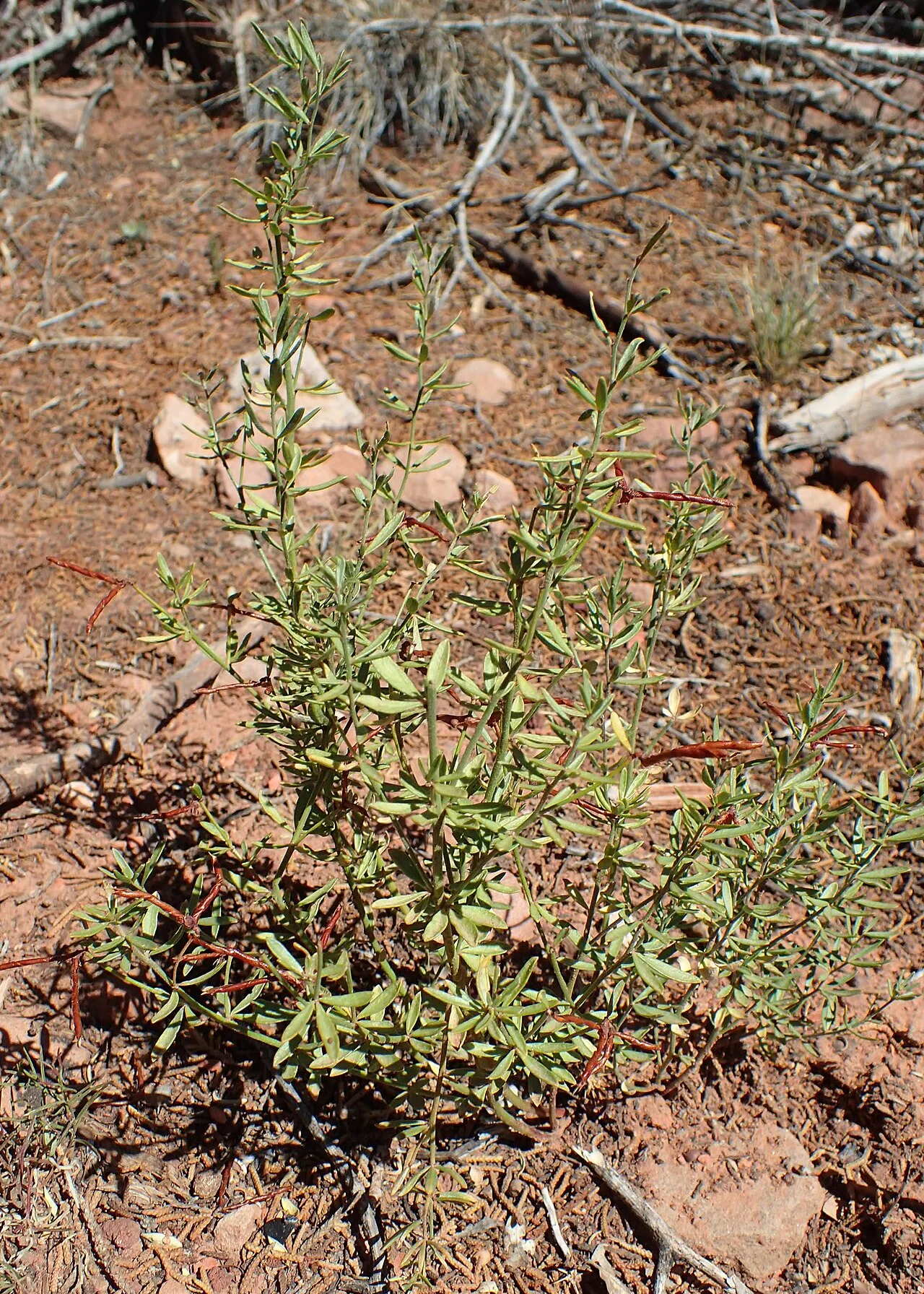 Utah Bird's-foot Trefoil — photo by Kenraiz