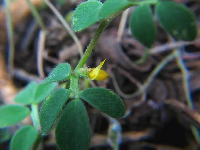 Chilean Bird's-foot Trefoil