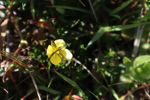 Piedmont Primrose-willow — photo by LW Ridge