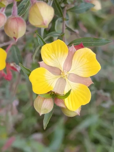 Carolina Primrose-willow