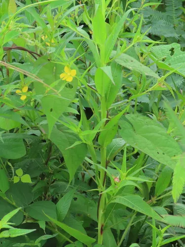 Wingleaf Primrose-willow — photo by Guillaume Léotard
