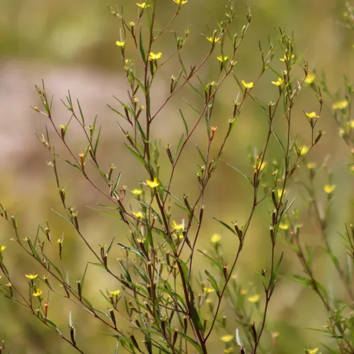 Yerba De Jicotea — photo by Marco Polo amarillas vargas