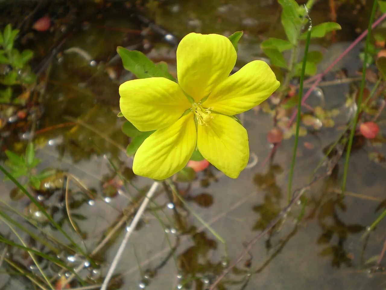Large-flower Primrose-willow (subsp. grandiflora) — photo by Show_ryu