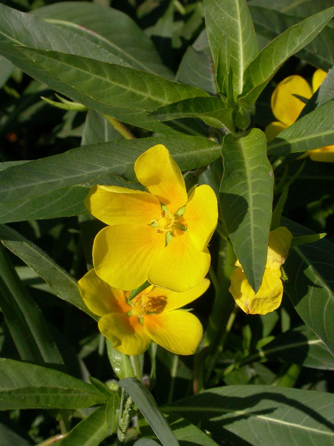 Large-flower Primrose-willow (subsp. hexapetala) — photo by Olivier Pichard