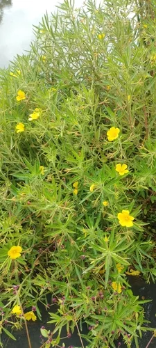 Large-flower Primrose-willow — photo by Ricardo Escobedo