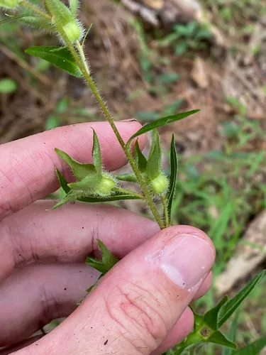 Spindleroot — photo by Matt